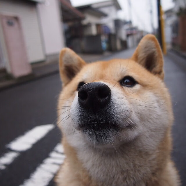 九游APP官网-WRC幕后花絮：比赛准备与团队故事，wrc视频2020