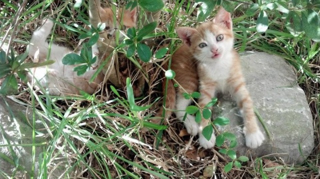 九游电竞官网-数据分析：本轮比赛最亮眼的战术布局，比赛战况